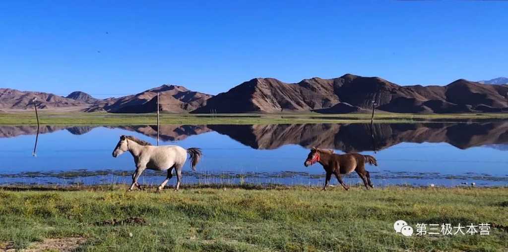 图8.马儿在水草丰美的班公湖畔欢快地奔腾，图源：第二次青藏科考队 