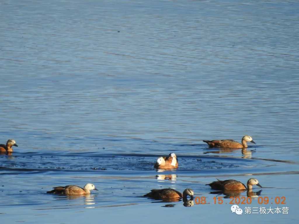 图14. 成群的赤麻鸭在湖面摇曳 ，图源：第二次青藏科考队