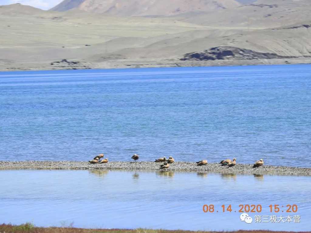 图15.湖畔栖息的水鸟 ，图源：第二次青藏科考队 