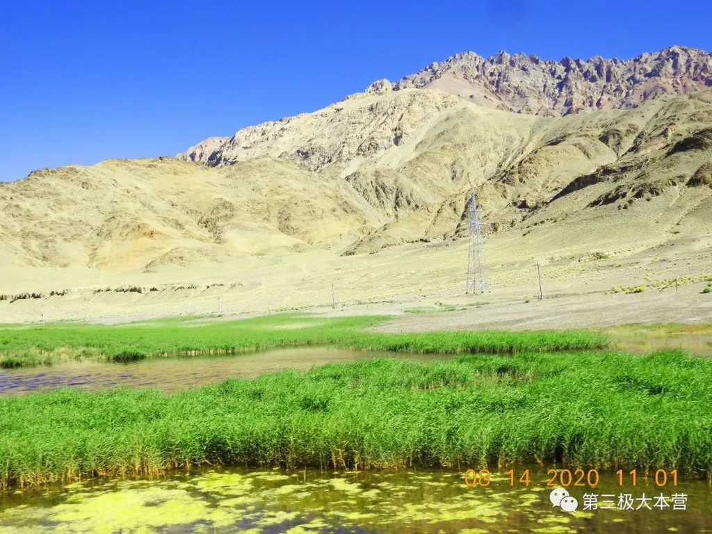 图16.湖畔生长繁茂的水草 ，图源：第二次青藏科考队 
